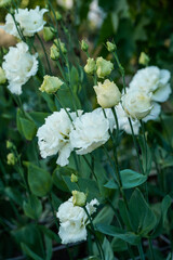 White lisianthus flowers blooming in an outdoor garden.