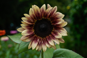 Procut Plum sunflower blooming in an outdoor garden.