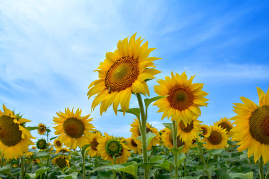 Blooming yellow sunflowers against blue sky in agricultural field
