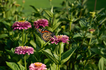 Monarch butterfly feeding on a zinnia flower. Flowers growing in an outdoor field.