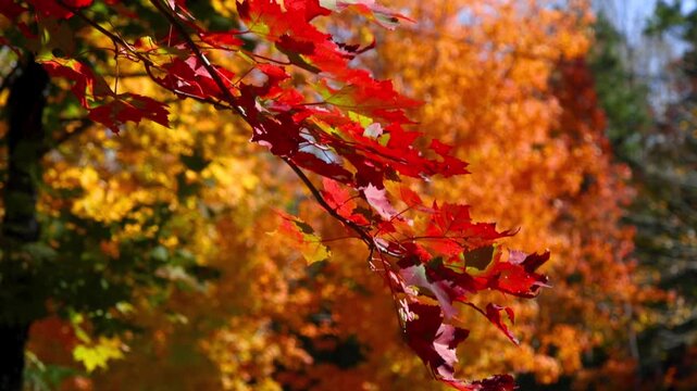 Bright red sugar maple tree branch in autumn time, shallow depth of field.