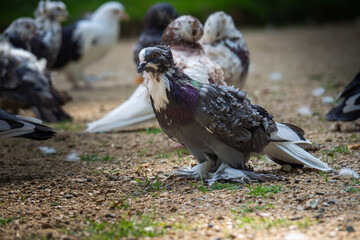 A pigeon with a green tag on its leg stands in a field with other pigeons