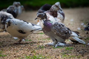 A flock of pigeons are gathered on the ground