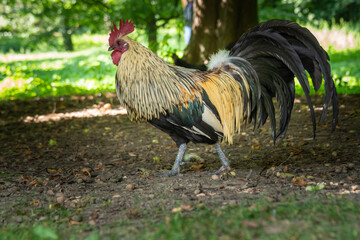 A rooster is walking through a grassy area