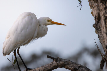 A Great  Egret perched on a branch