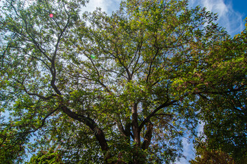 Baum vor blauem Himmel