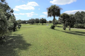 Obraz premium Park Scene with Green Grass and Palm Trees