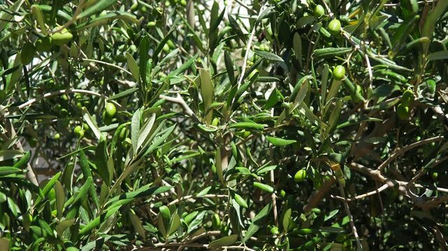 The olive, botanical name Olea europaea, meaning European olive, is a species of small tree or shrub in the family Oleaceae, found traditionally in the Mediterranean Basin, Africa and western Asia.