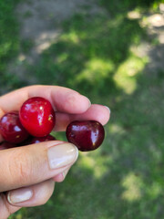 Ripe cherries held by fingers against a background of green grass