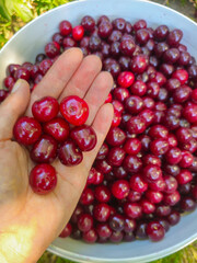 Ripe red cherry berries in a palm against a backdrop of a bowl full of cherries