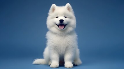 Adorable Samoyed Puppy Sitting Blue Background Pet Dog