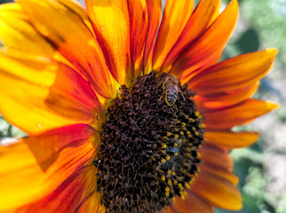A close-up of a yellow sunflower on which a bee is collecting nectar