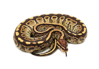 Fototapeta premium Burmese python isolated on white background