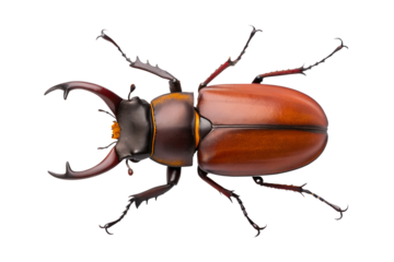 Stag Beetle Close-Up An Overhead View of a Majestic Insect on a White Background