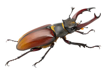 Majestic Stag Beetle with Impressive Mandibles Isolated on White, Revealing its Detailed Anatomy and Unique Coloring