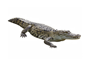 Naklejka premium Crocodileon isolated on white background