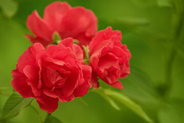 Three red rose flowers on a green blurred background.