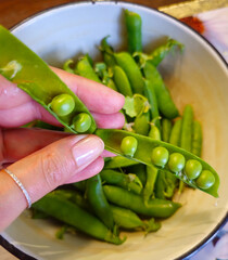 In a girl’s hand, a ripe green pea pod opened to reveal peas, with a metal bowl of pods in the background