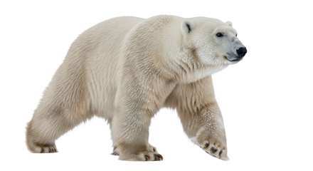 Polar bear walking wildlife animal arctic predator carnivore mammal white bear nature north pole zoo 100 char on transparent background