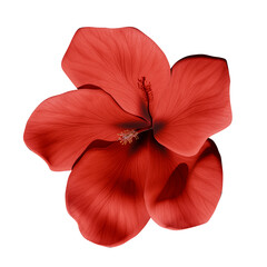 3D Render of Red Hibiscus Flower Isolated on Transparent Background.