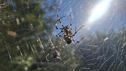 spider on web African Hermit Spider Nephilingis cruentata
