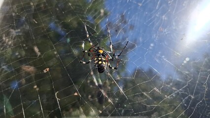 African Hermit Spider   on web 