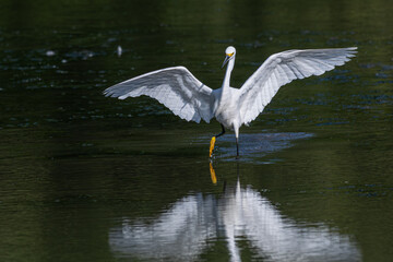 Snowy egret lands in the water, its wings fully spread.