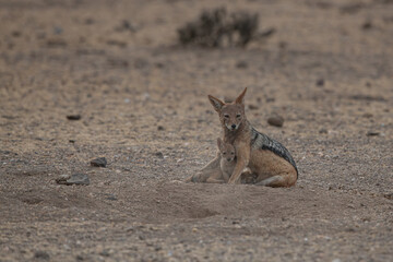 A mother jackal with her pups playing and interacting in Africa in the wild