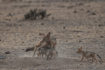 A mother jackal with her pups playing and interacting in Africa in the wild