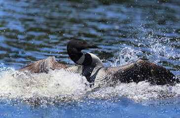 loon in nature