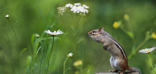chipmunk in nature