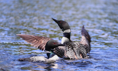 loon in action