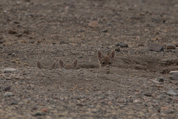 three jackal pups peeking from burrow