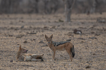 Fototapeta premium A pair of Jackals playing and interacting with each other in the wild in Africa