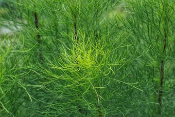 Close-Up of Green Artemisia Leaves and Stems