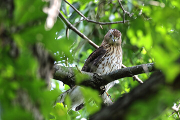 Cooper hawk peeking through green leaves from a tree perch. 