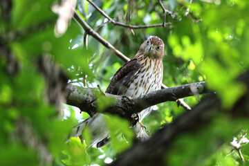 Cooper hawk peeking through green leaves from a tree perch. 