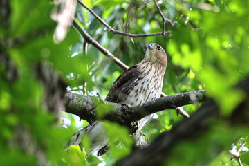 Cooper hawk peeking through green leaves from a tree perch. 