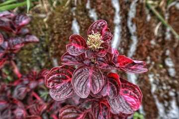 Bloodleaf Plant Leaves in Natural Light