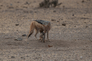 A Jackal feeding her pups in the wild