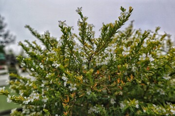 False Heather Blooms and Green Foliage Background
