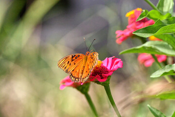 Orange Gulf fritillary butterfly pollinating on pink Zinnia flower. 