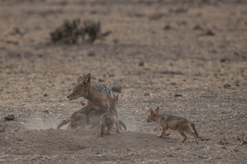 A mother jackal with her pups playing and interacting in Africa in the wild