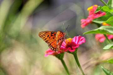 Orange Gulf fritillarybutterfly pollinating on pink Zinnia flower. 