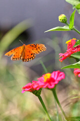 Orange Gulf fritillary butterfly pollinating on pink Zinnia flower. 