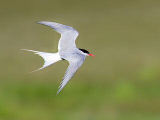 Arctic Tern in Flight Against Soft Blur Background