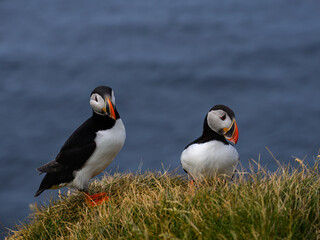 Atlantic Puffins Standing on Coastal Grassland