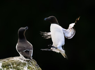 Razorbill Landing on Rocky Outcrop with Another Nearby