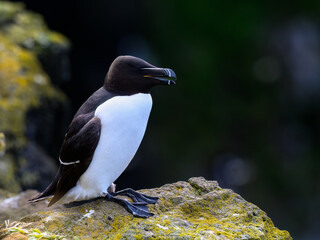 Razorbill Perched on Rocky Cliff with Green Background