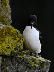 Razorbill Preening on Rocky Outcrop with Lichen